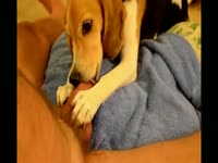 Dog Licking cock
